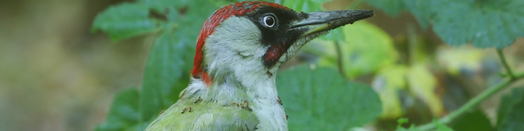 De Brabantse Wal, van wad tot woud