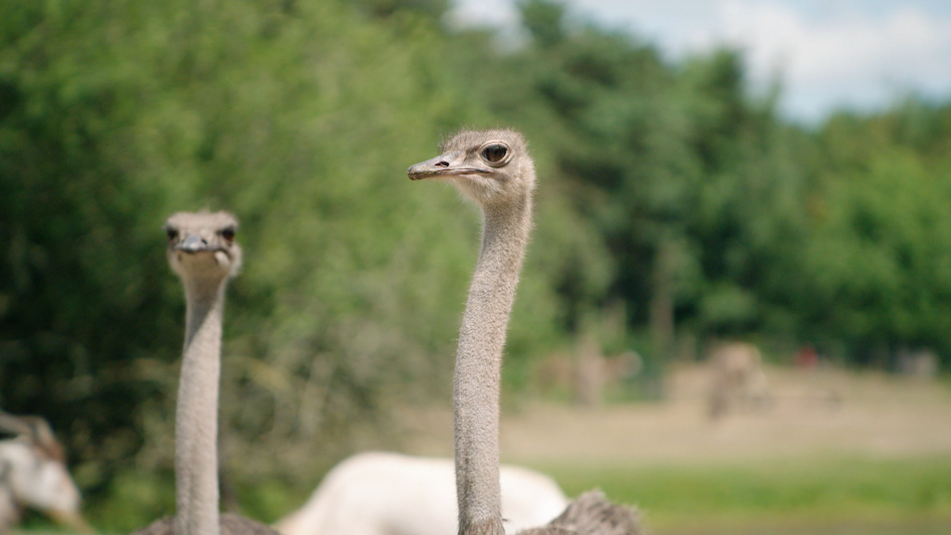 Op Safari
