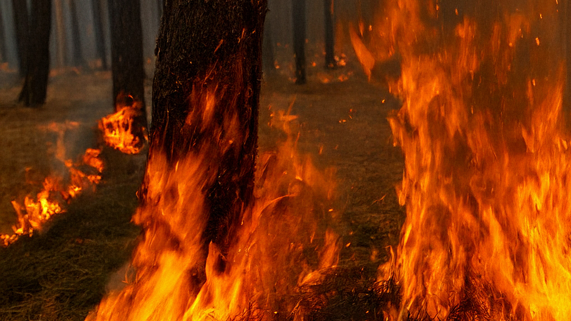 Bosbrand in Brabant