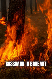 Bosbrand in Brabant