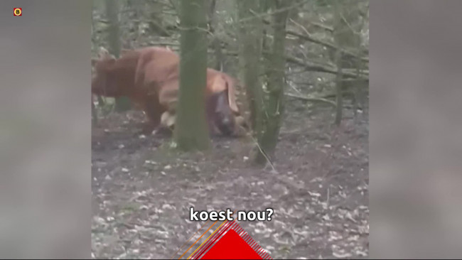 Brabant Vandaag - 23 maart 2023 17.45 uur