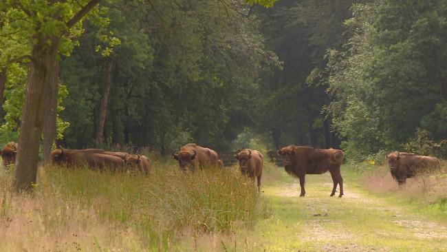 Natuurrijk