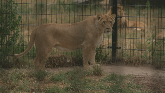 Op Safari