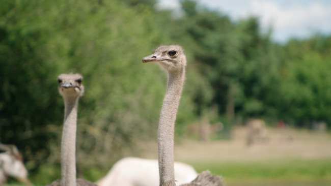 Op Safari