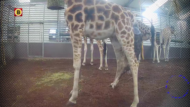Op Safari