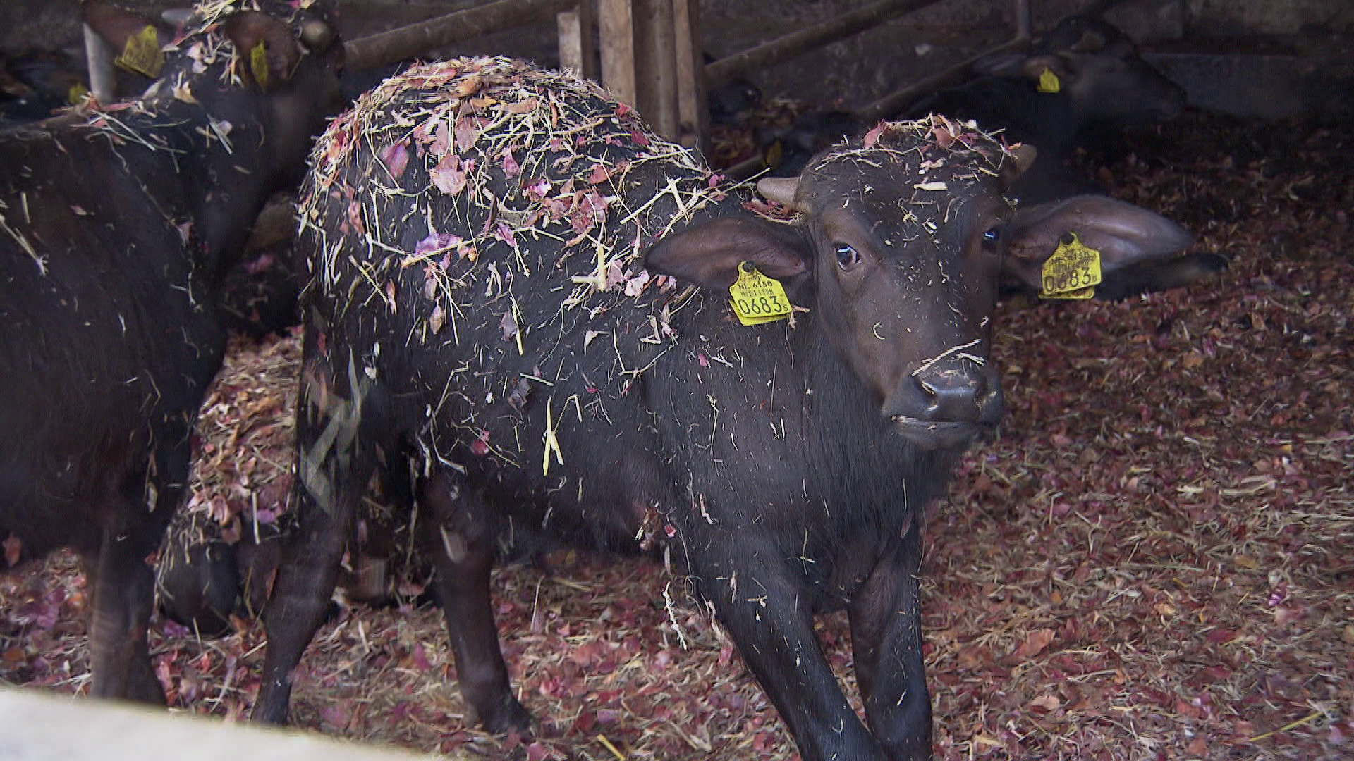 Zinderend Zuiden  - 10 oktober 2022
