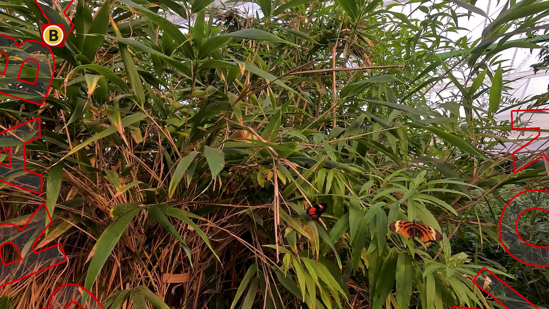 Rondje Brabant - Tropische vlindertuin Gemert