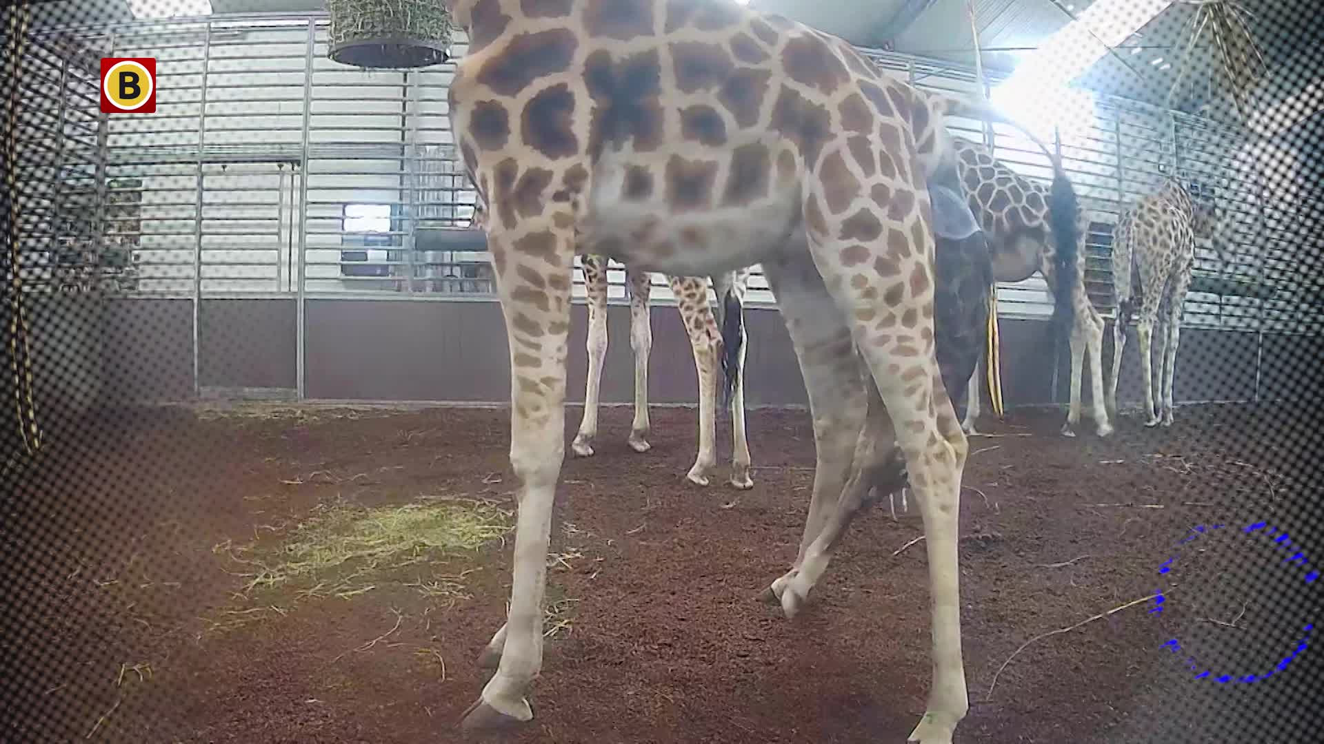 Op Safari - verkorte versie aflevering 5