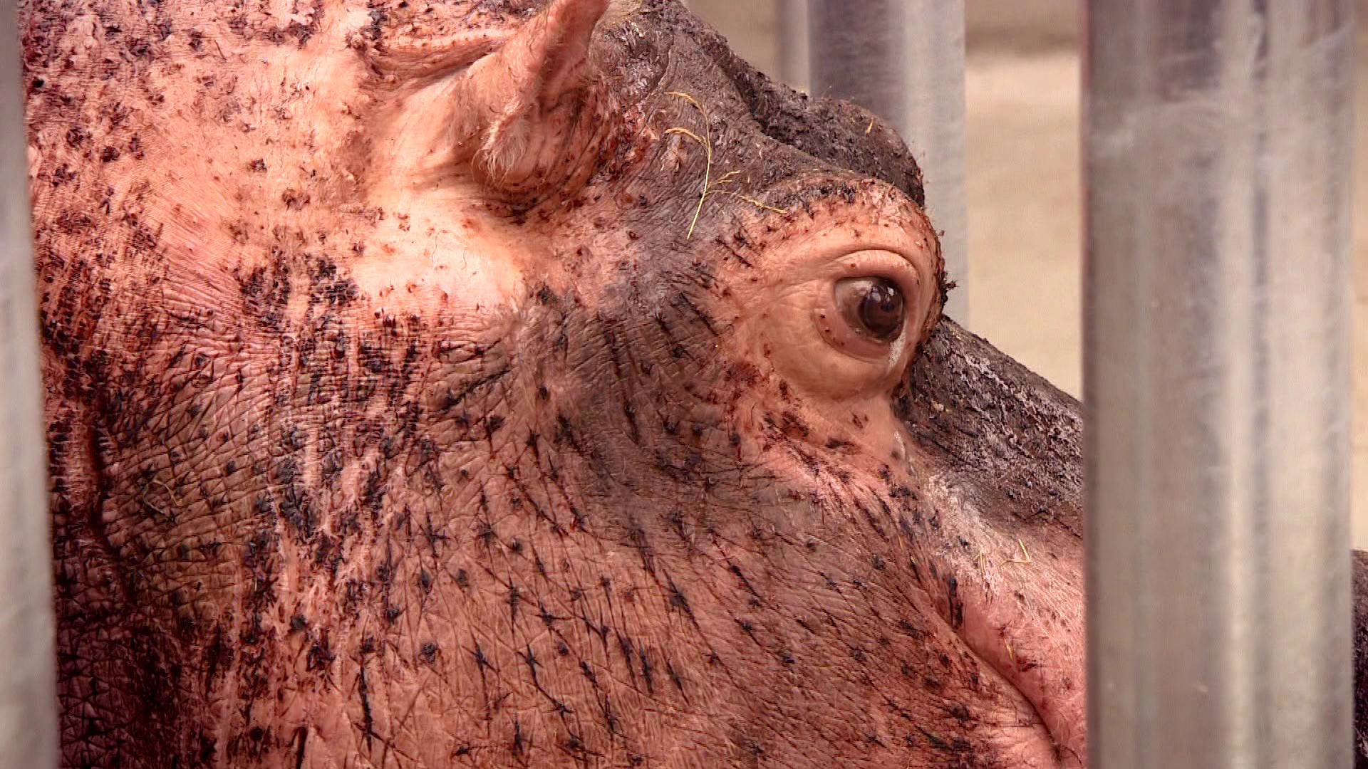 Komt een AAP bij de dokter