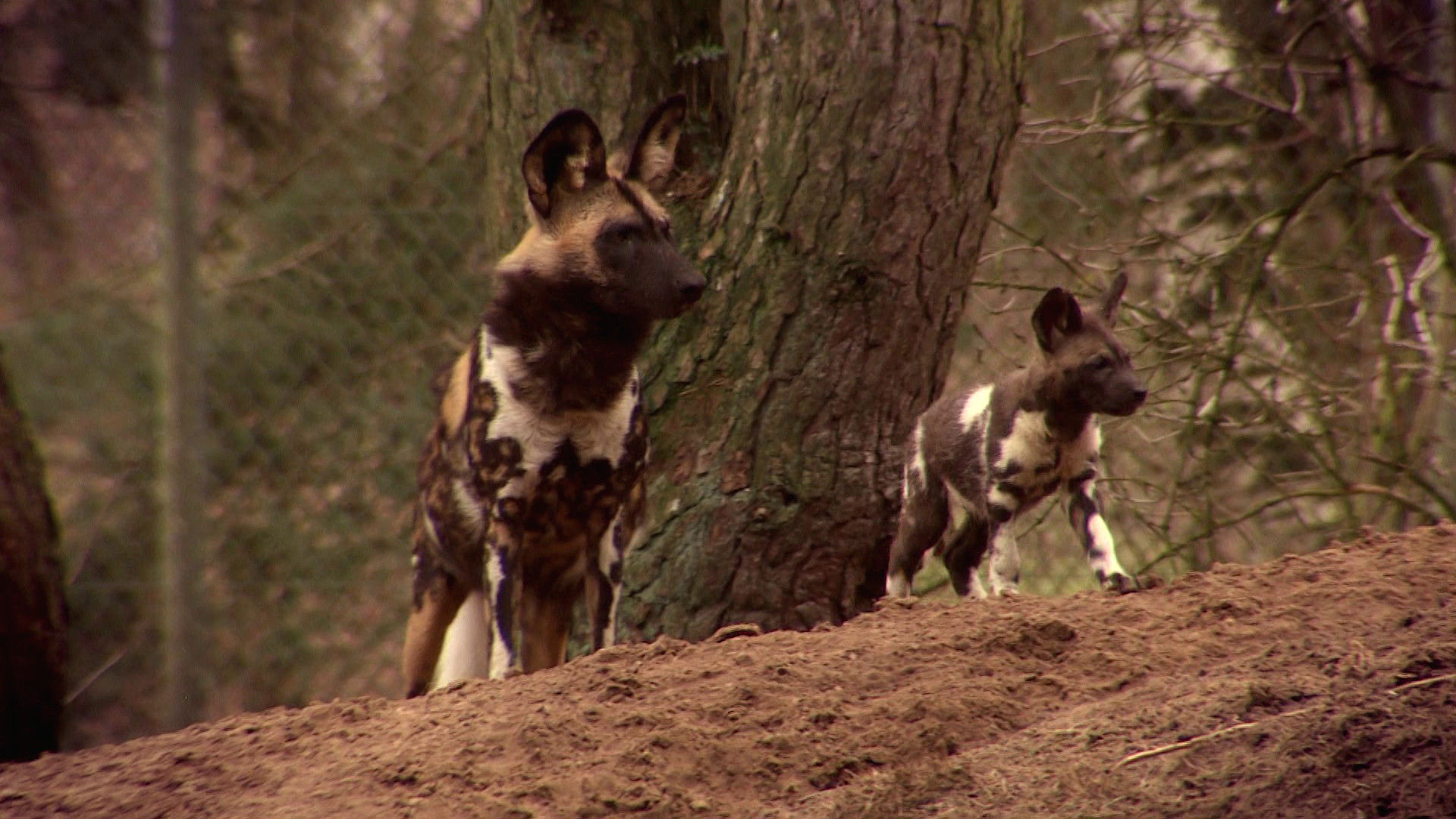 Komt een AAP bij de dokter