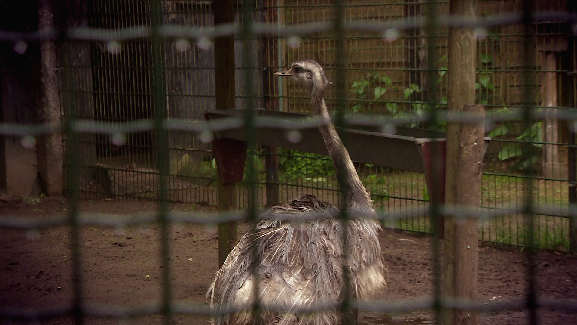 Komt een AAP bij de dokter
