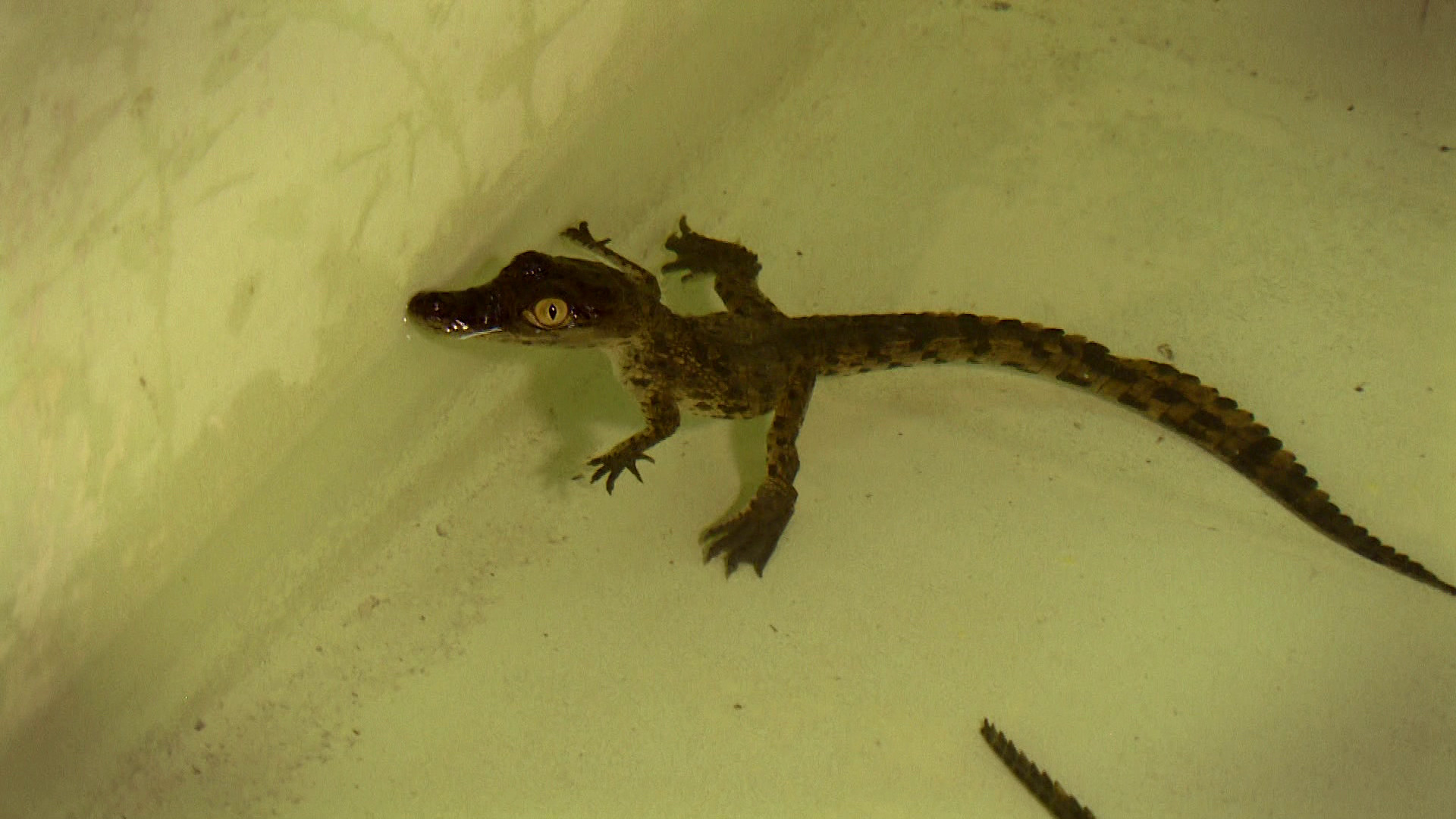 Komt een AAP bij de dokter