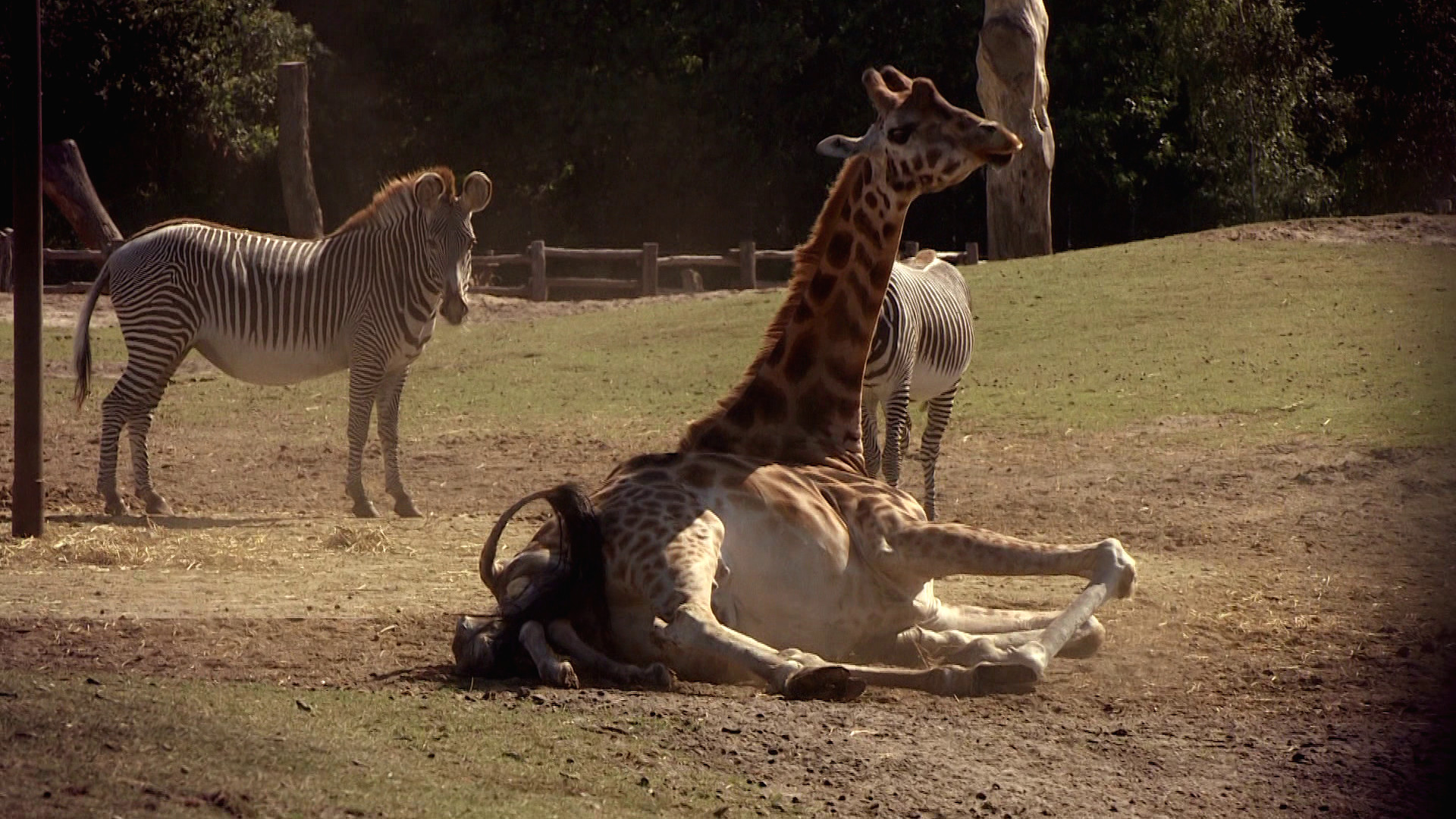 Komt een AAP bij de dokter