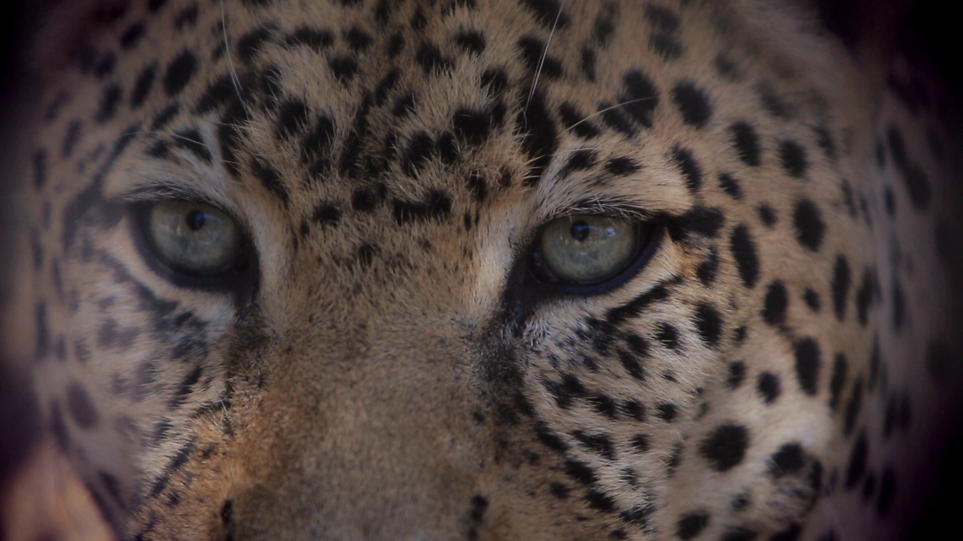 Komt een AAP bij de dokter