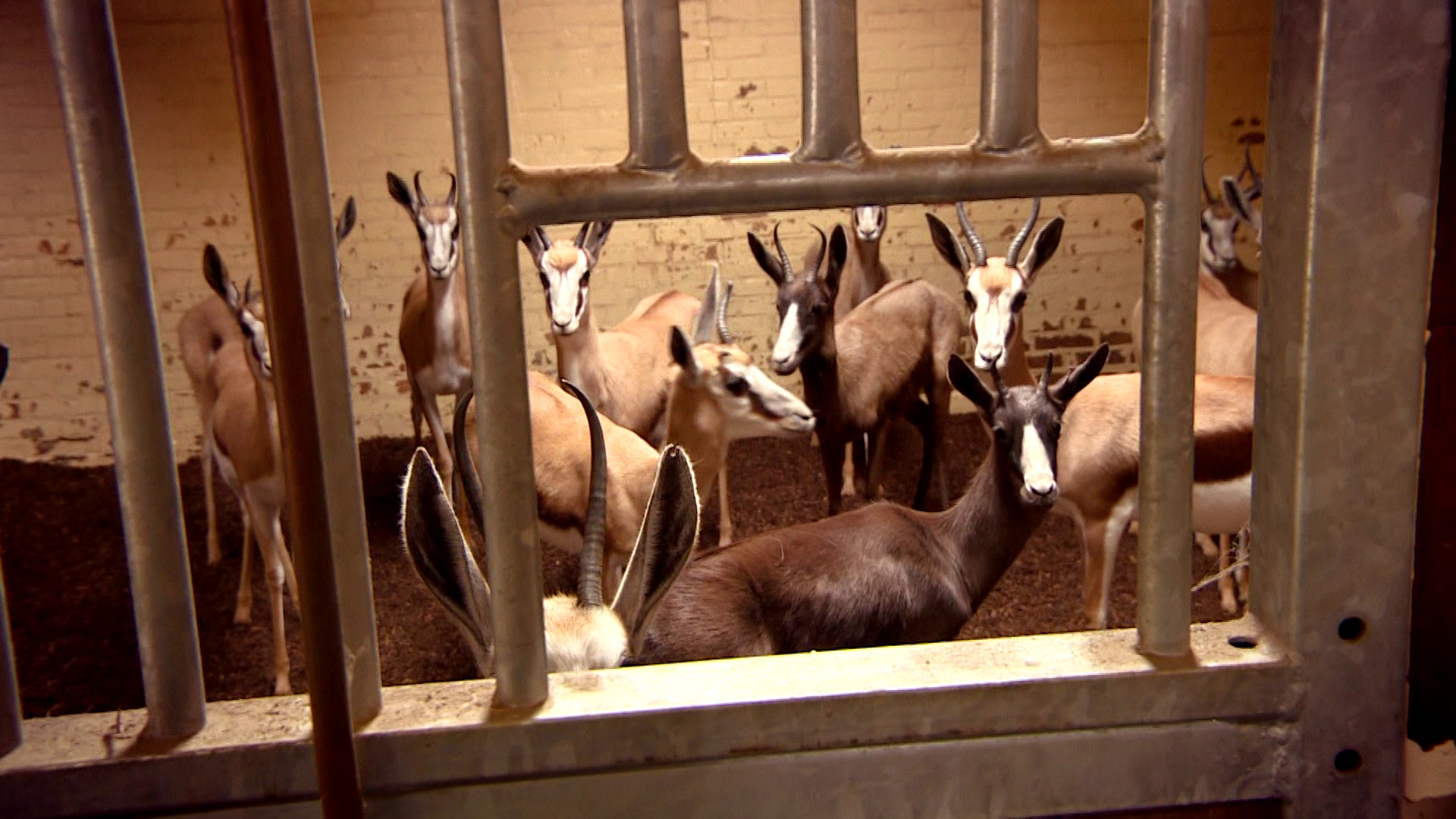Komt een AAP bij de dokter