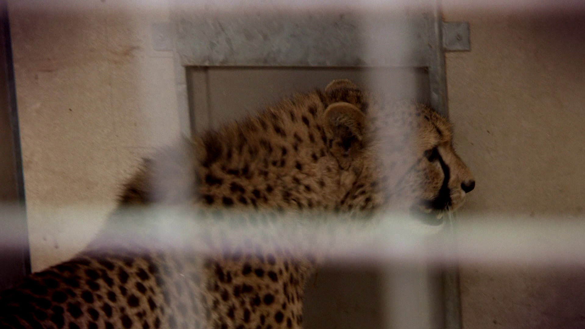 Komt een AAP bij de dokter