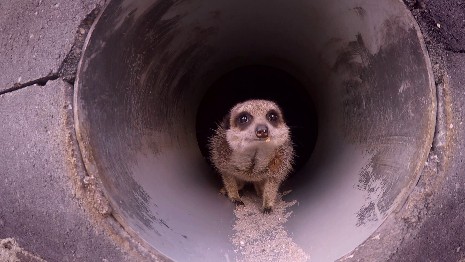 Komt een AAP bij de dokter 
