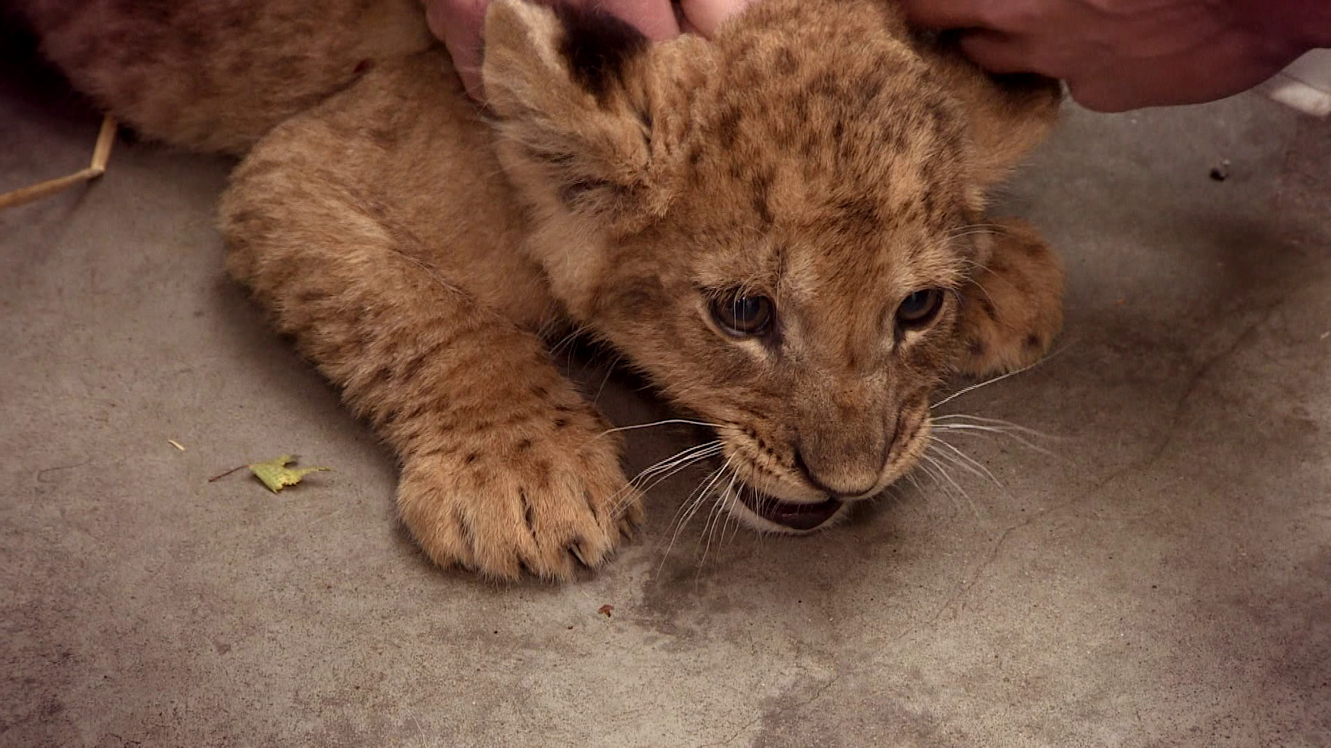 Komt een AAP bij de dokter 
