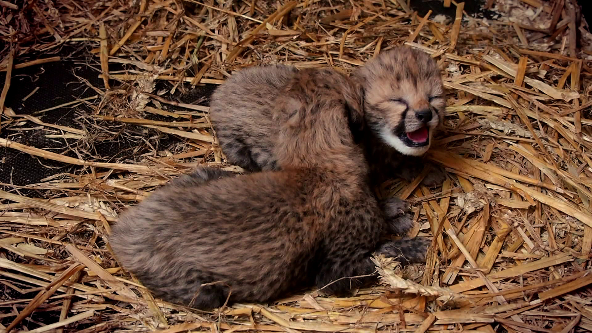 Komt een AAP bij de dokter 
