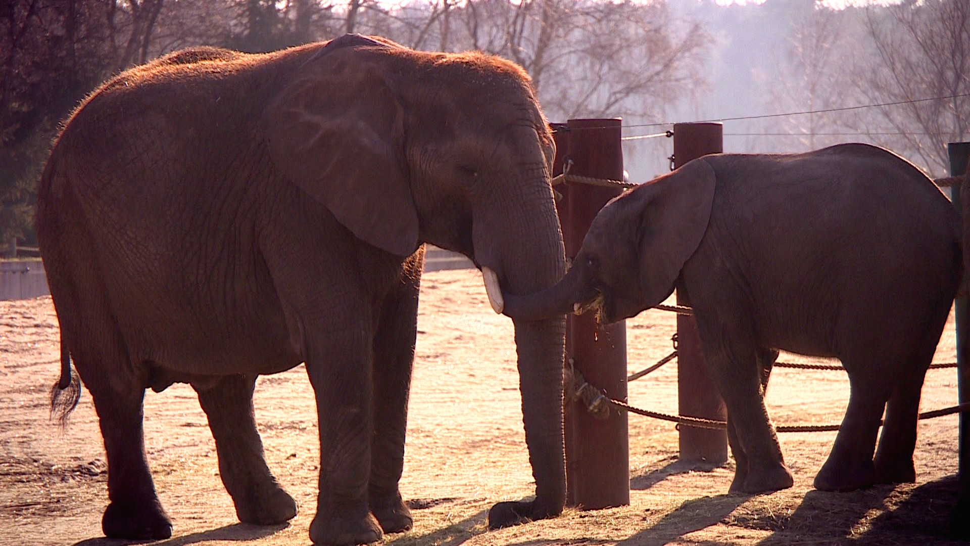 Komt een AAP bij de dokter 