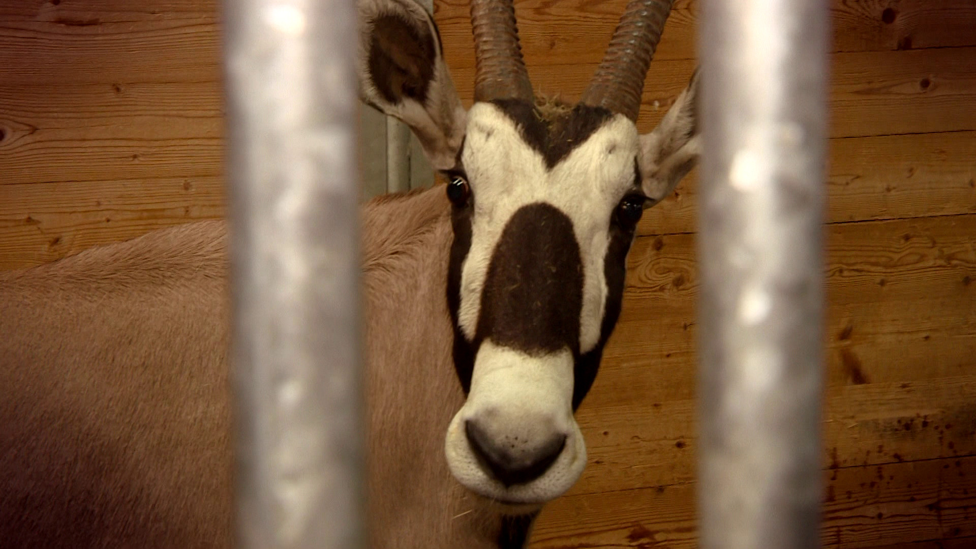 Komt een AAP bij de dokter 