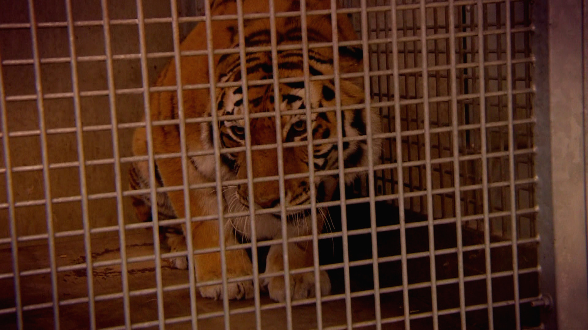 Komt een AAP bij de dokter 