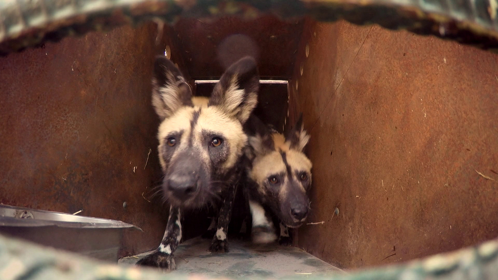 Komt een AAP bij de dokter 