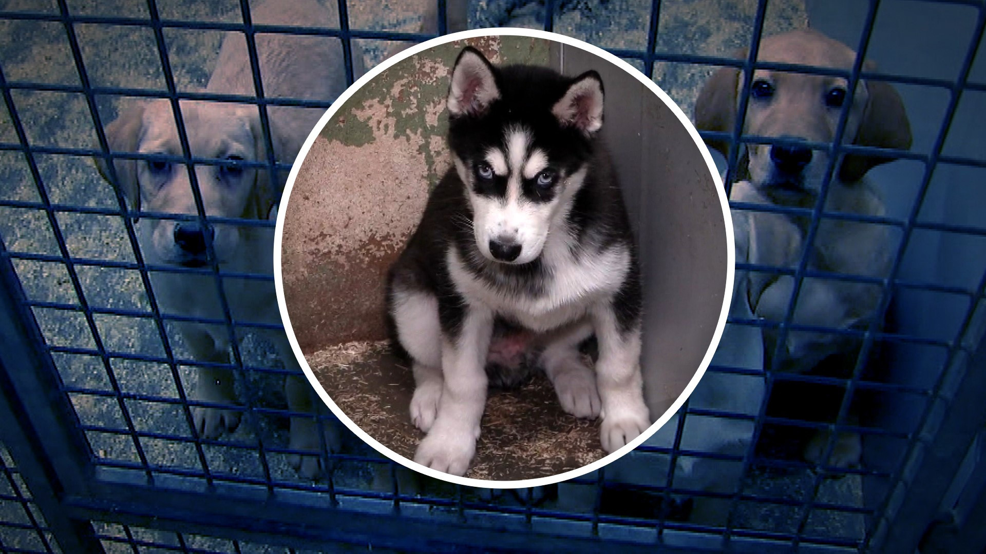 Misdaad Uitgelegd - Hondenfokkers