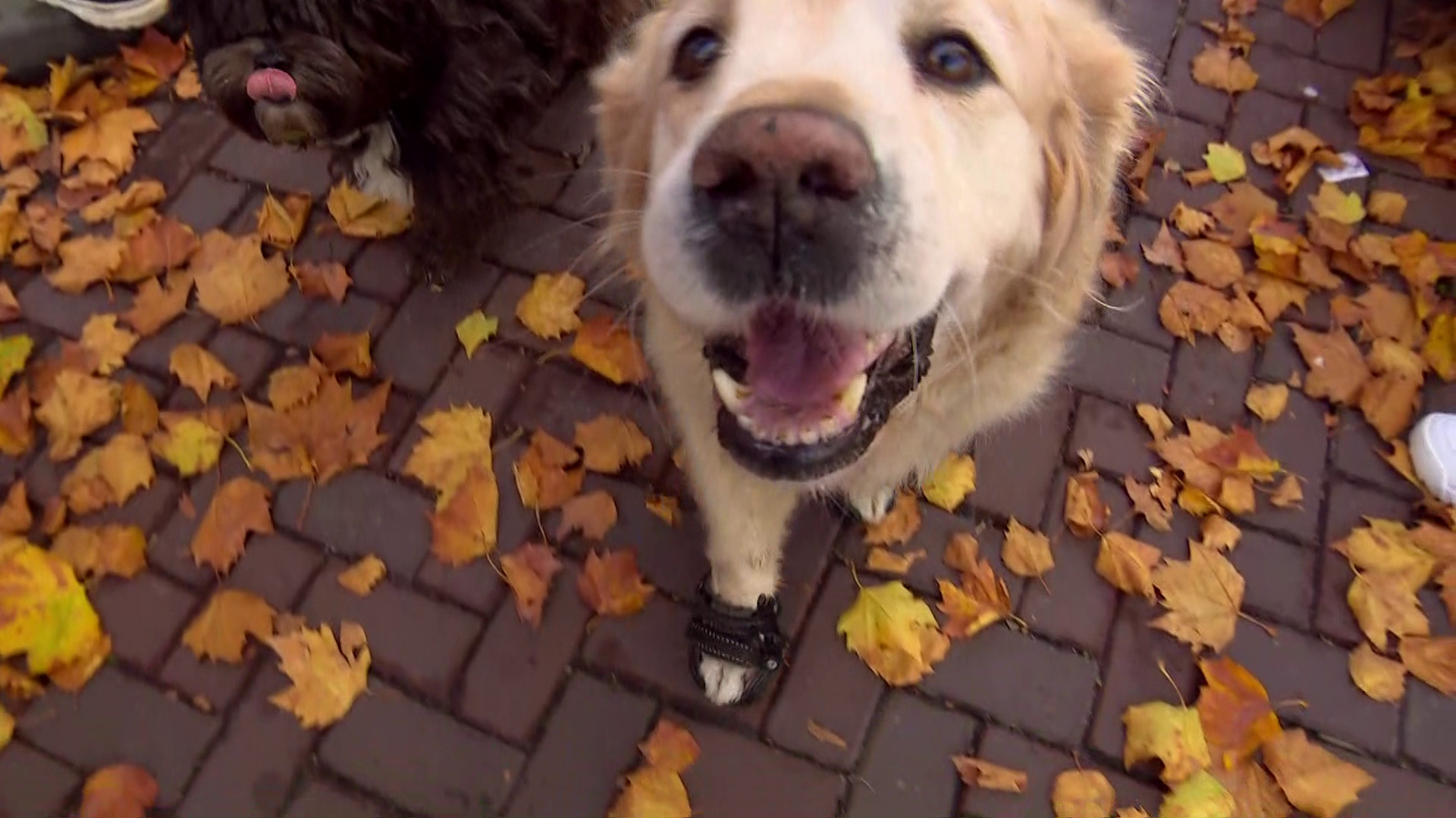 Brabants Buske  - 22 oktober 2022