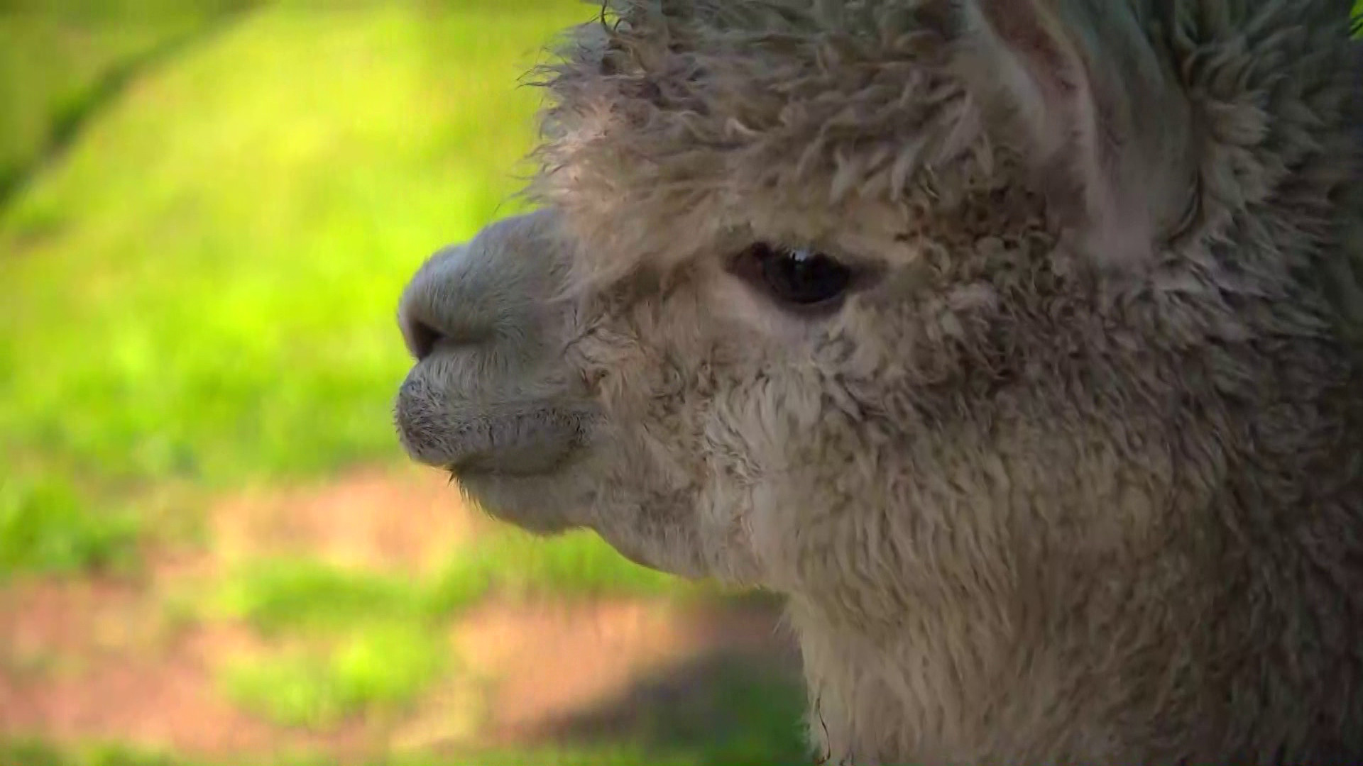 Brabants Buske  - 14 mei 2022