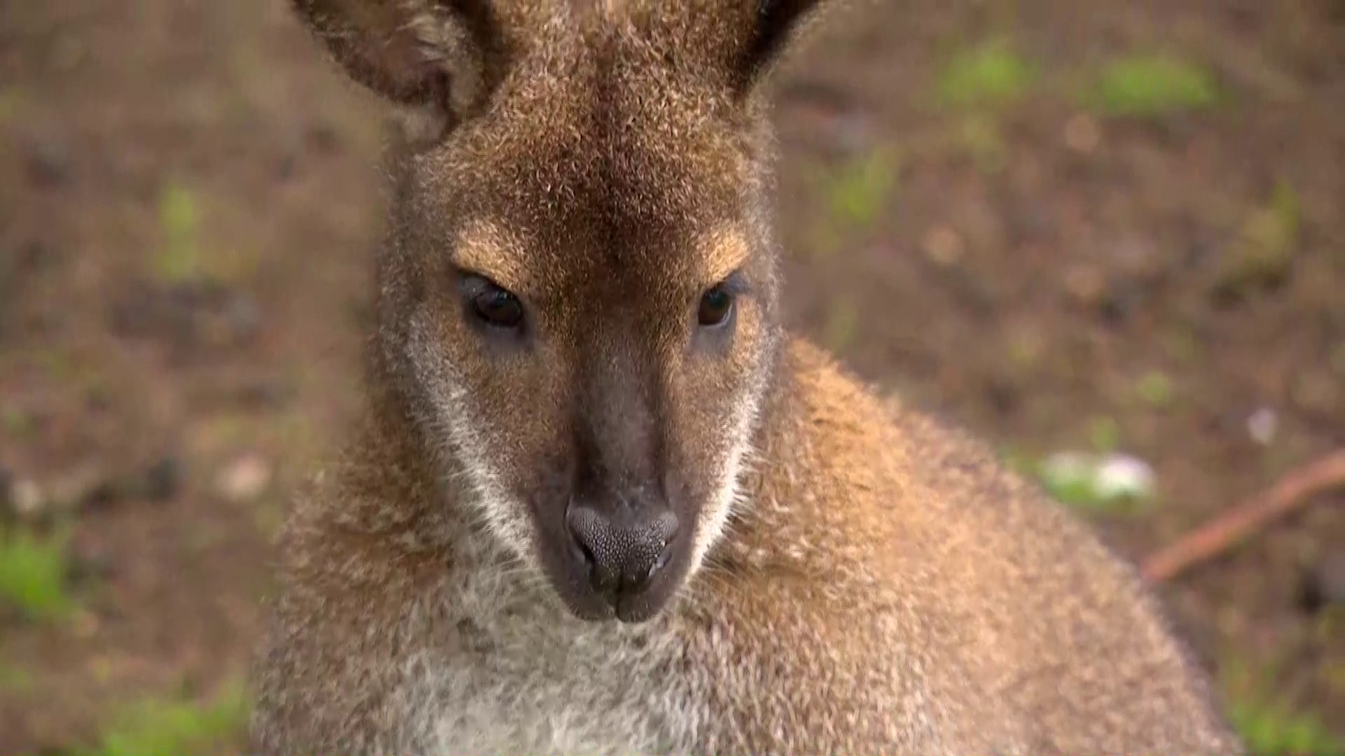 Brabants Buske  - 24 september 2022