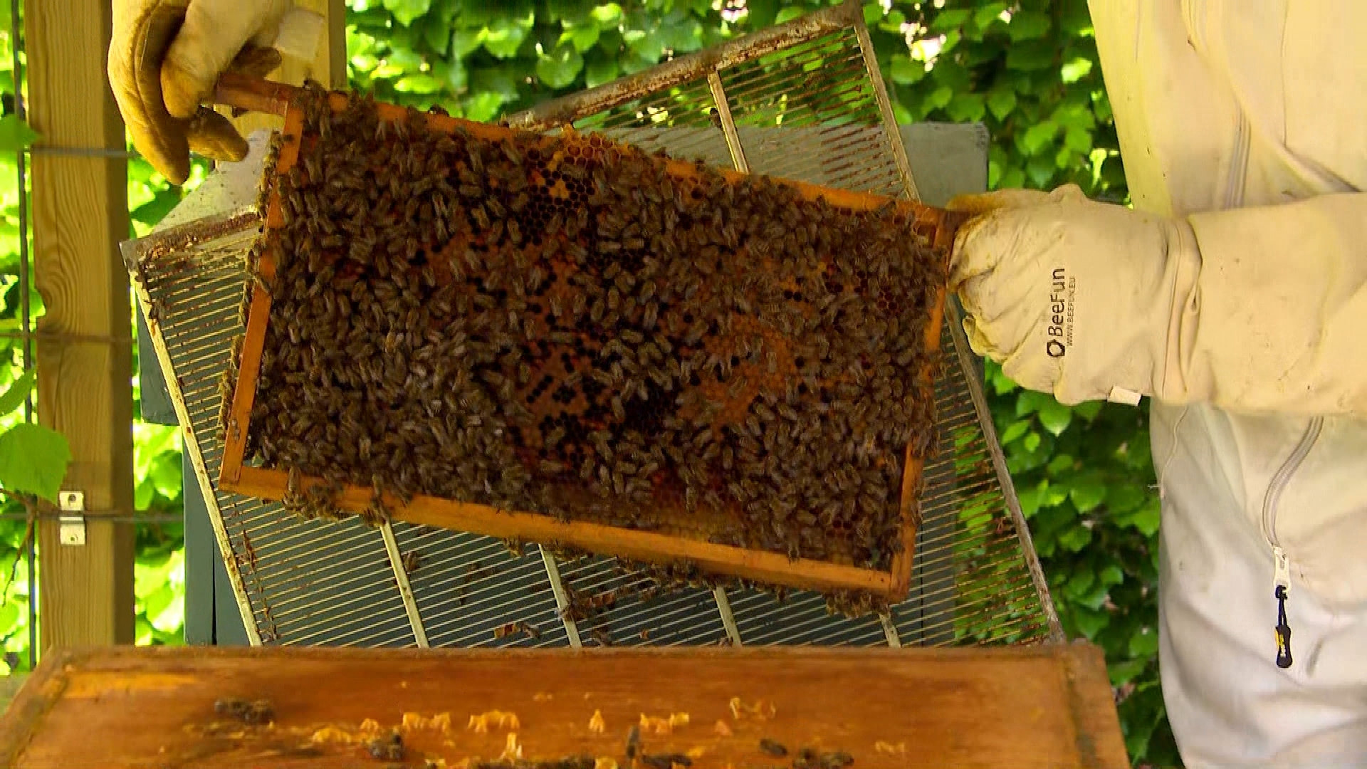 Brabants Buske - 17 mei 2025