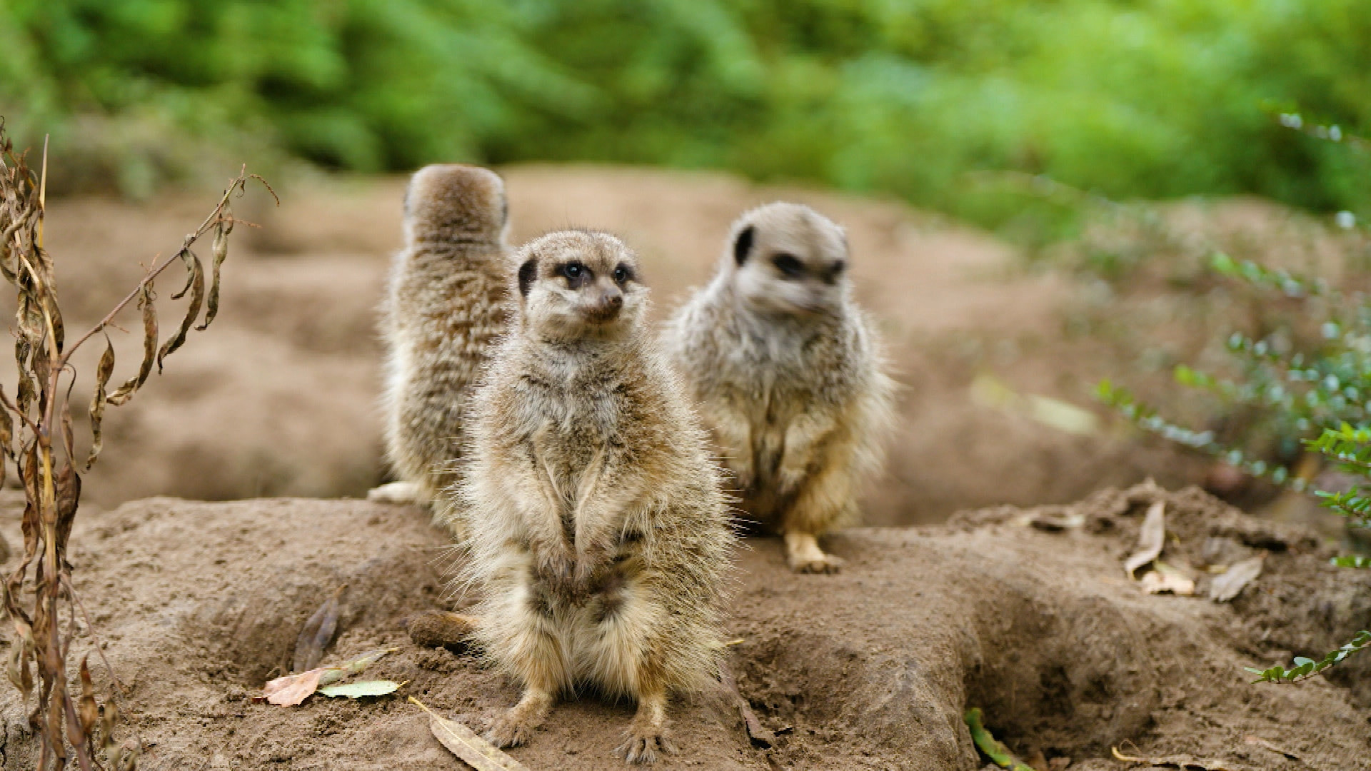 Op Safari - Aflevering 4 