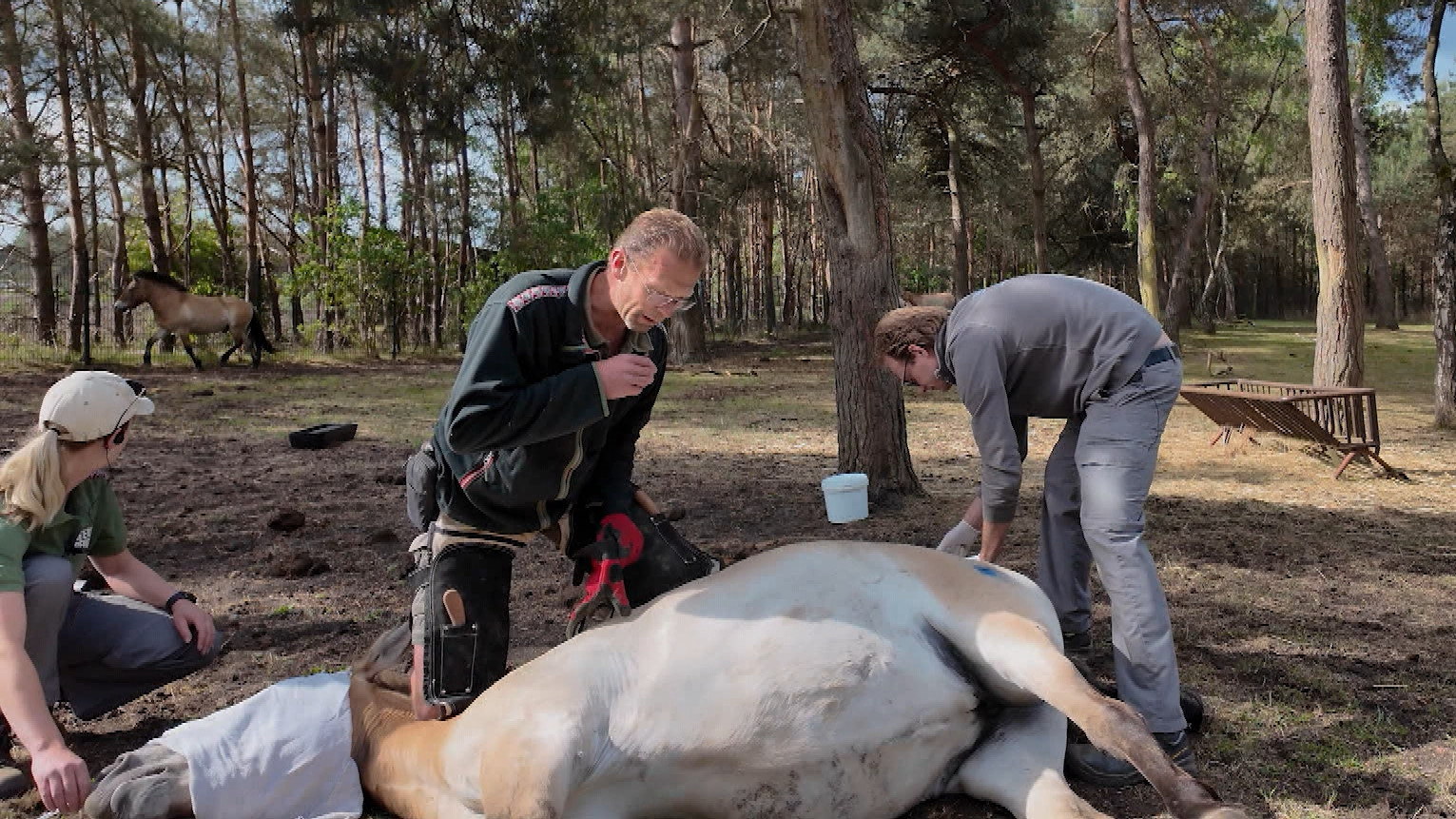 Op Safari - Aflevering 9