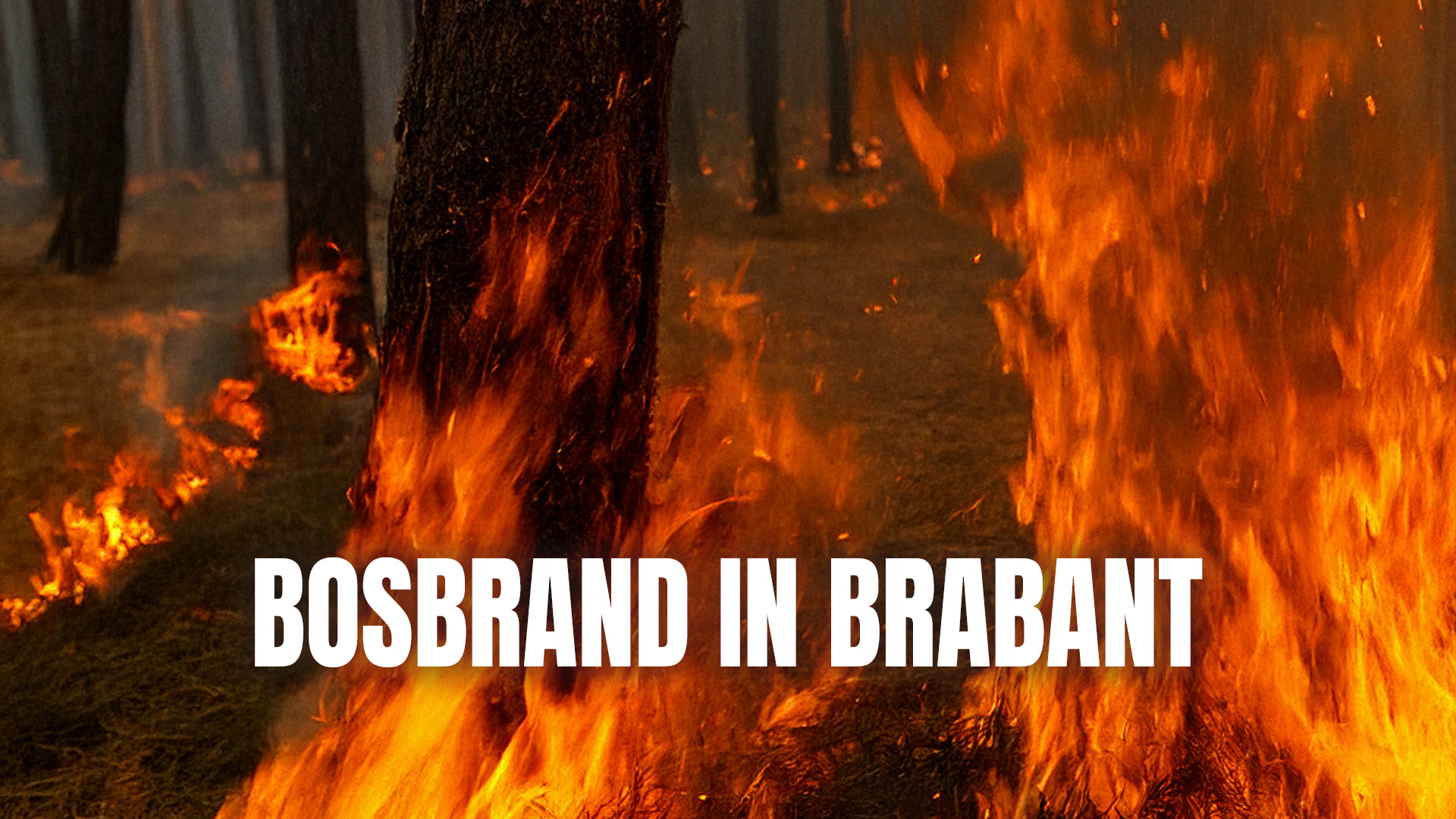 Bosbrand in Brabant