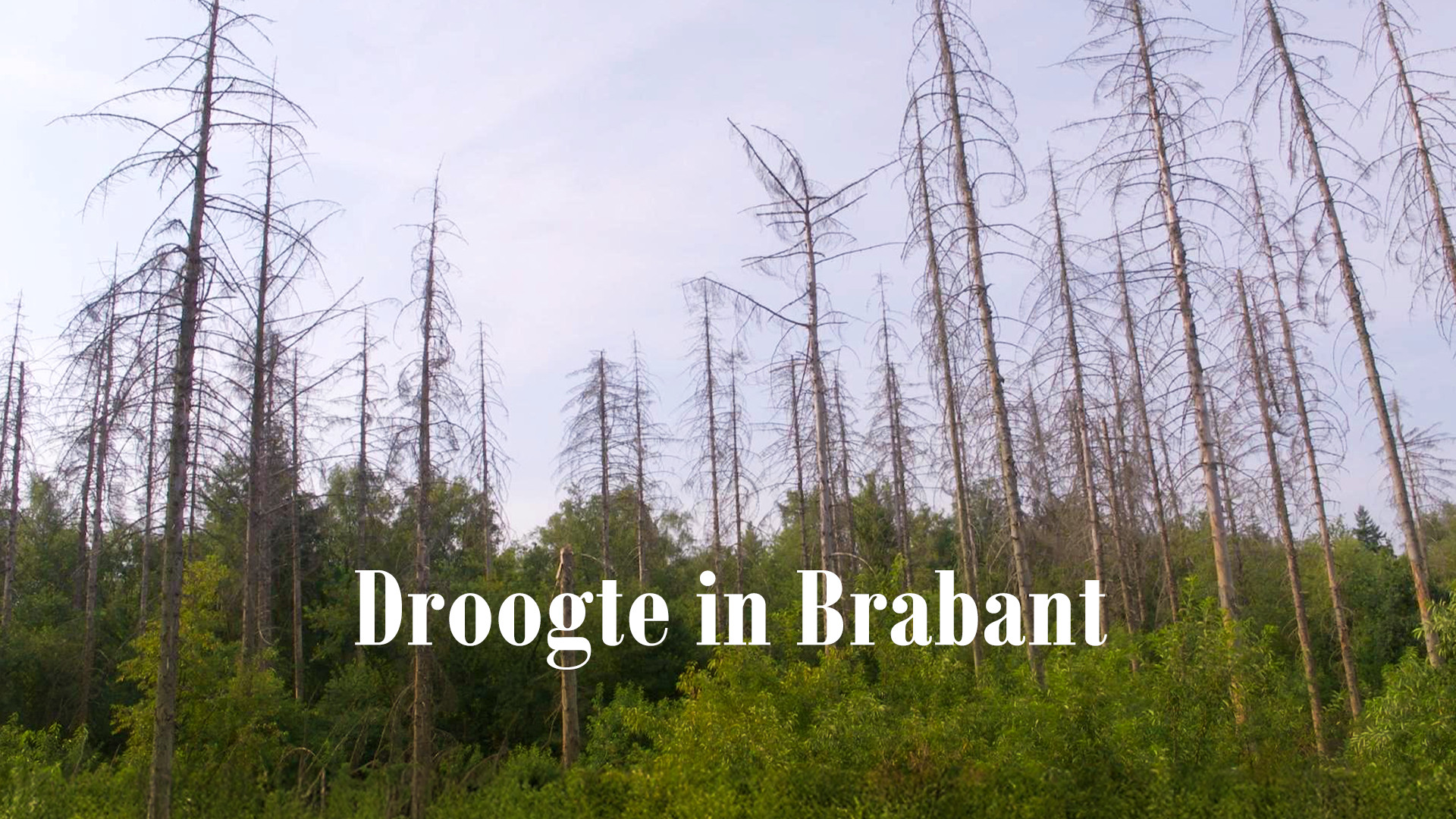 Droogte in Brabant