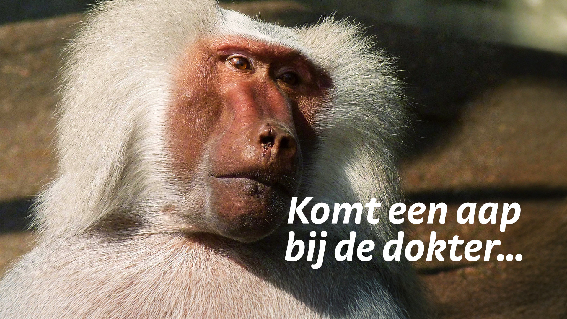 Komt een AAP bij de dokter 