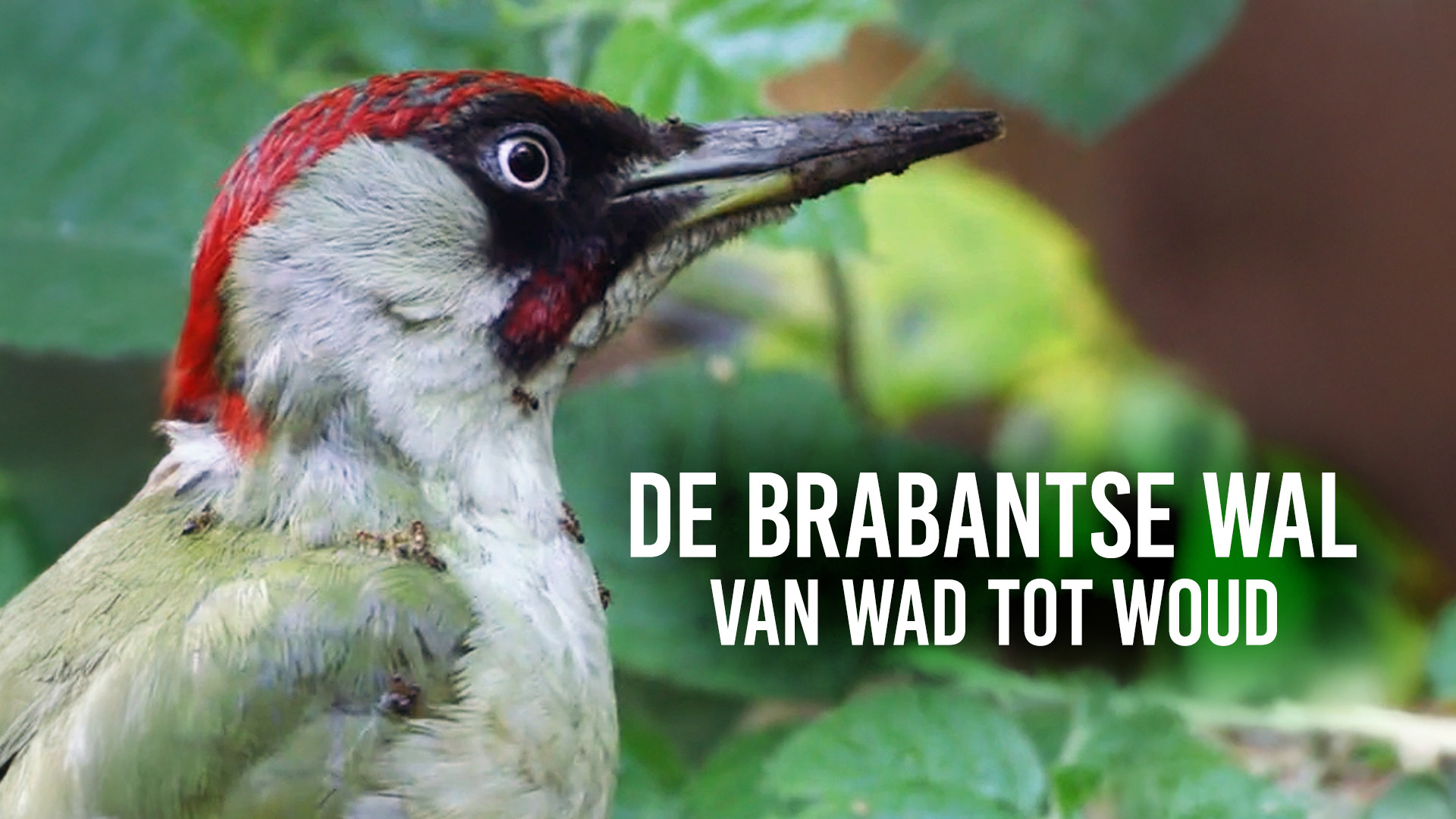 De Brabantse Wal, van wad tot woud