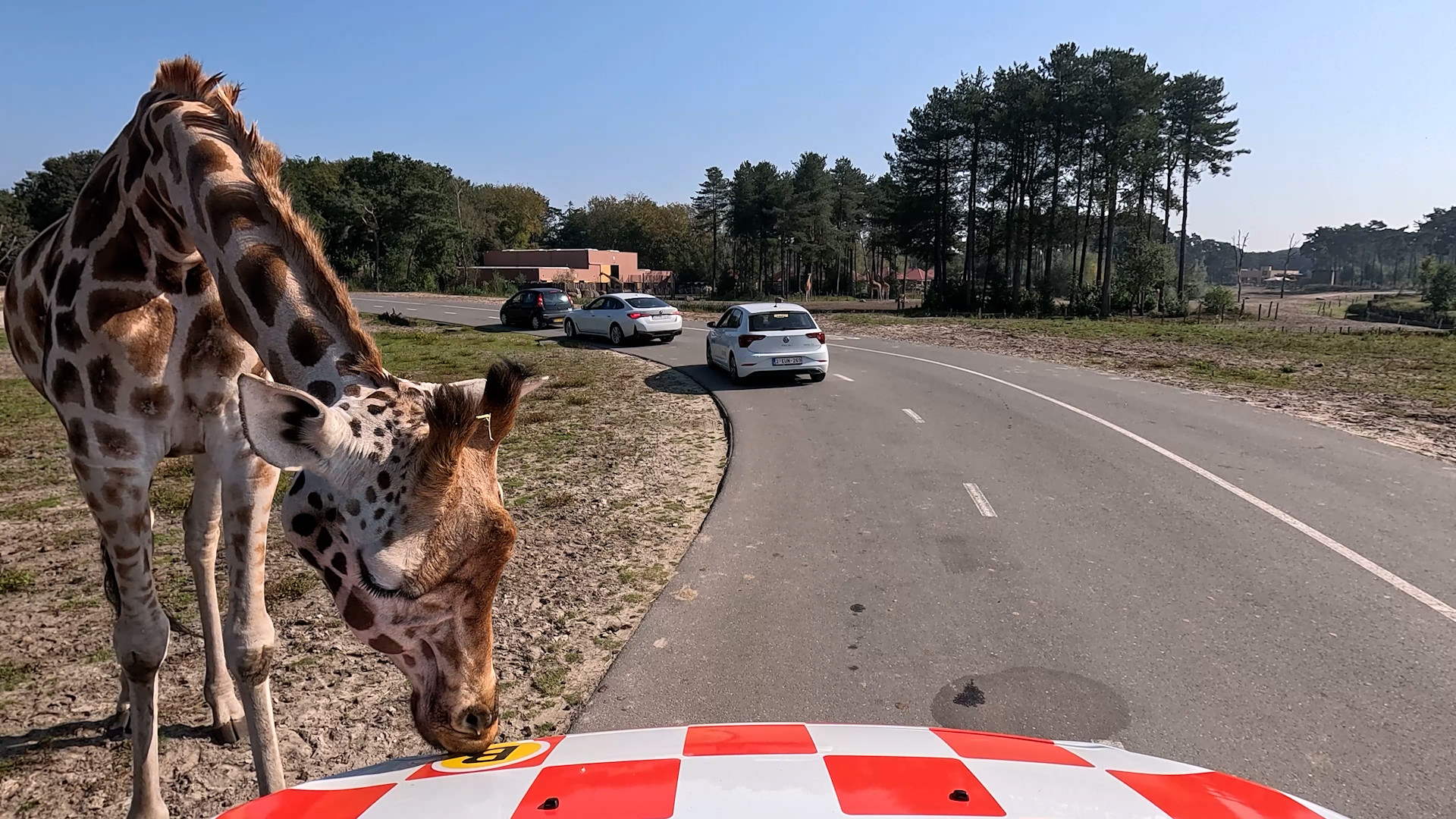 Rondje Brabant - Autosafari Hilvarenbeek