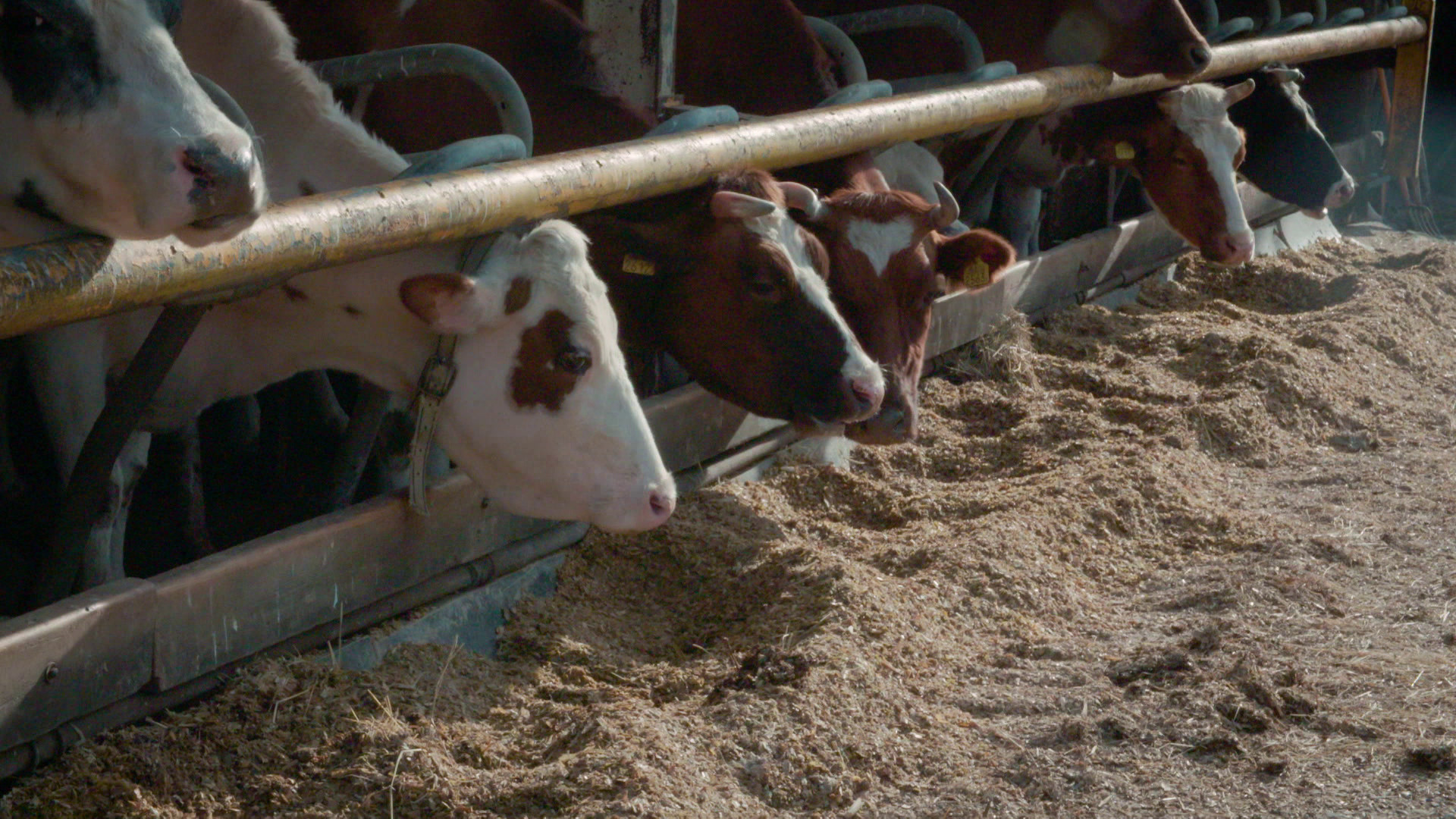 Merlijn in het spoor van Napoleon 