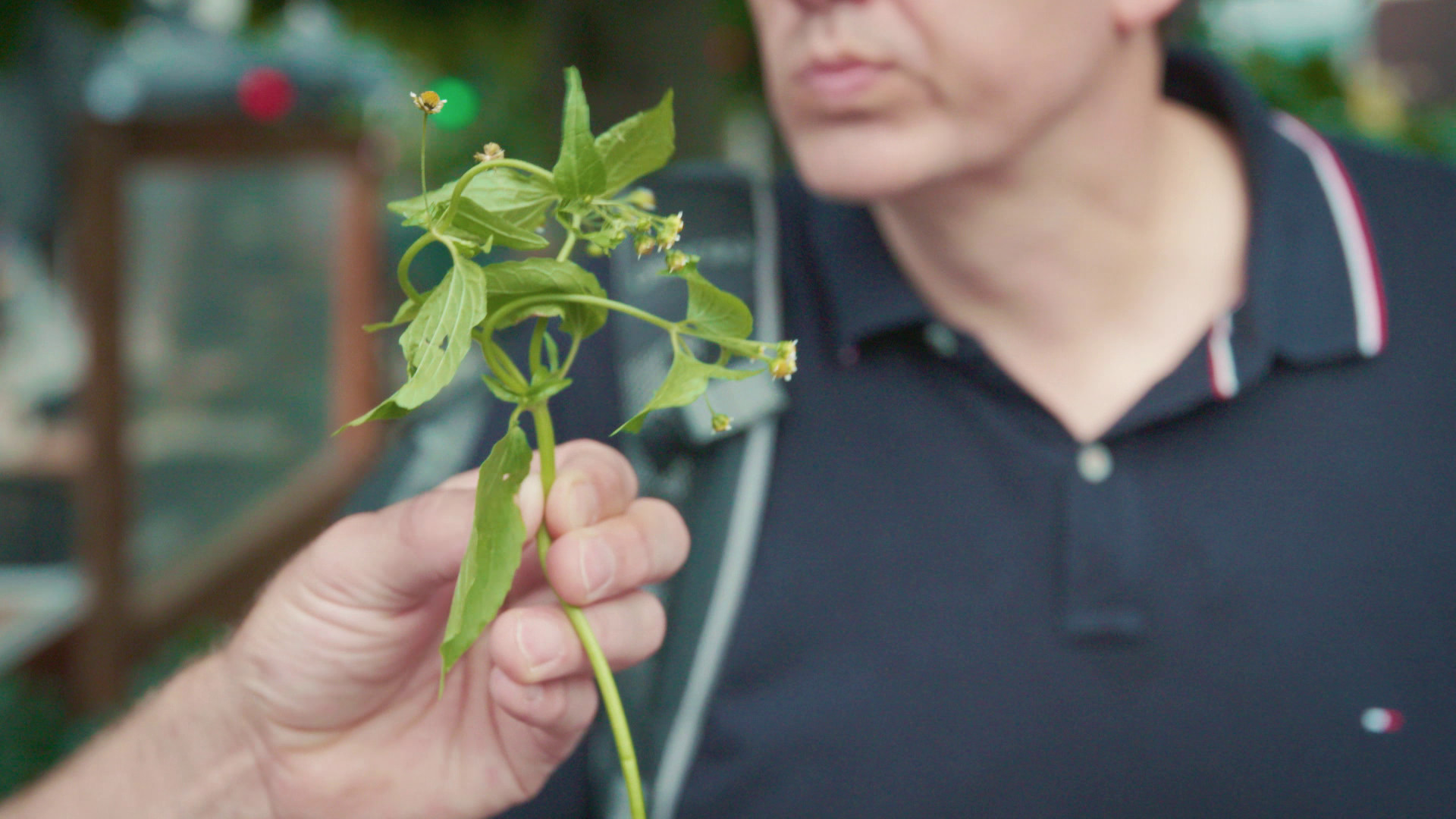 Merlijn in het spoor van Napoleon 