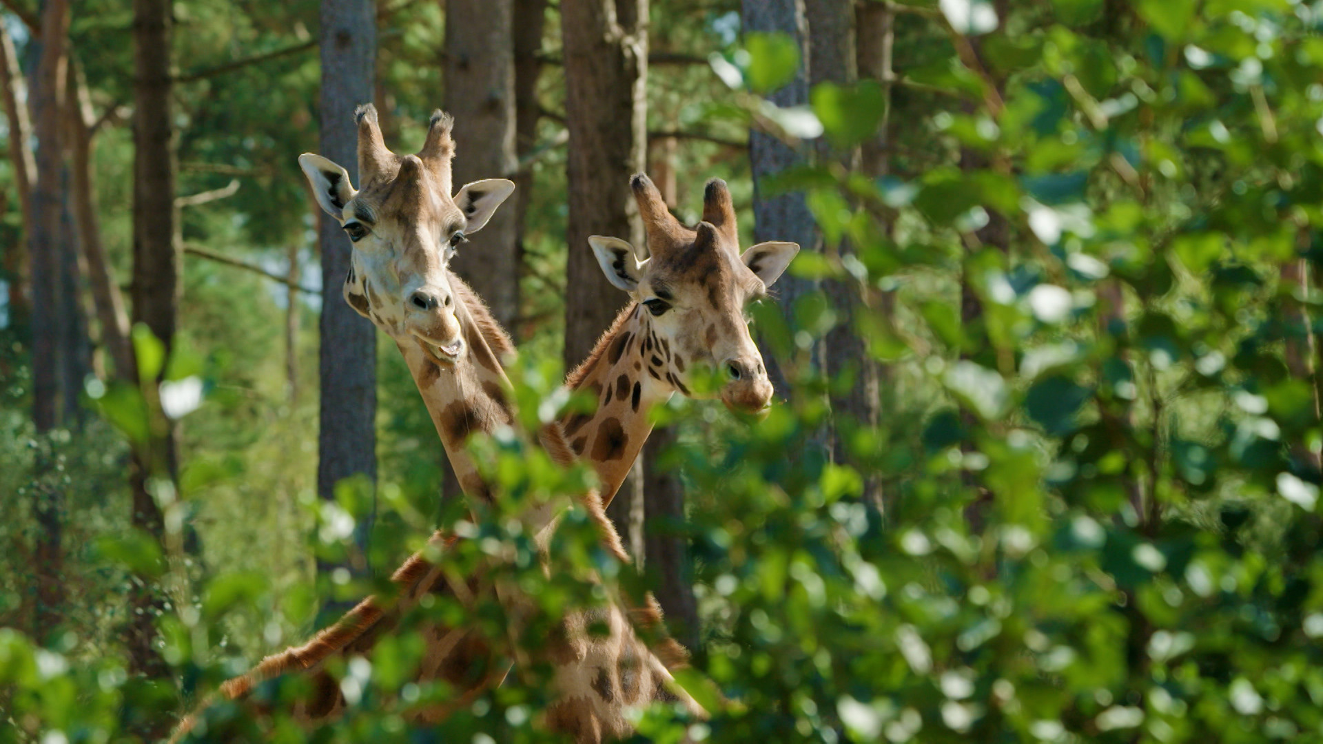 Op Safari - Aflevering 1