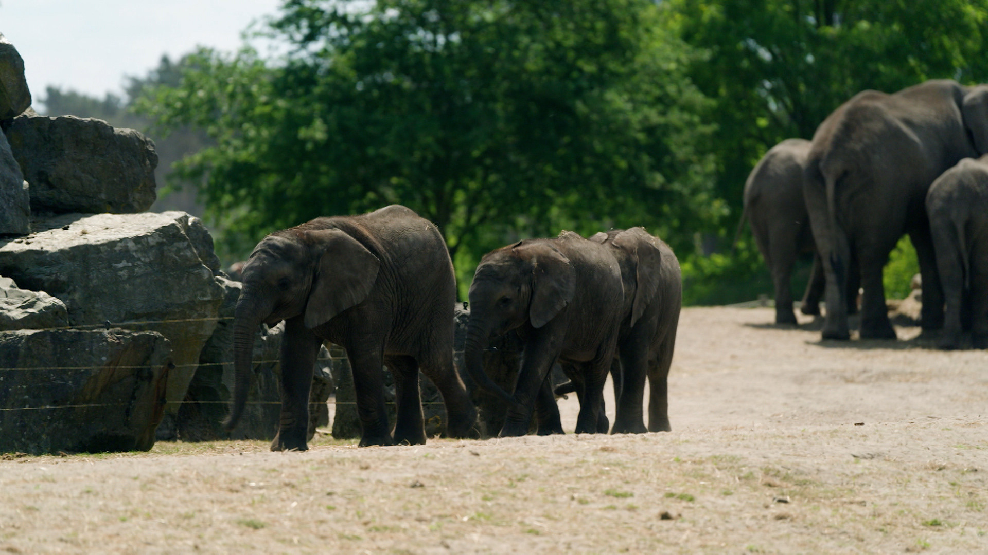 Op Safari - Aflevering 4