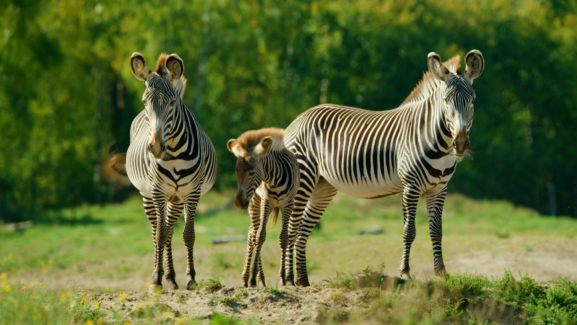 Op Safari - Aflevering 6