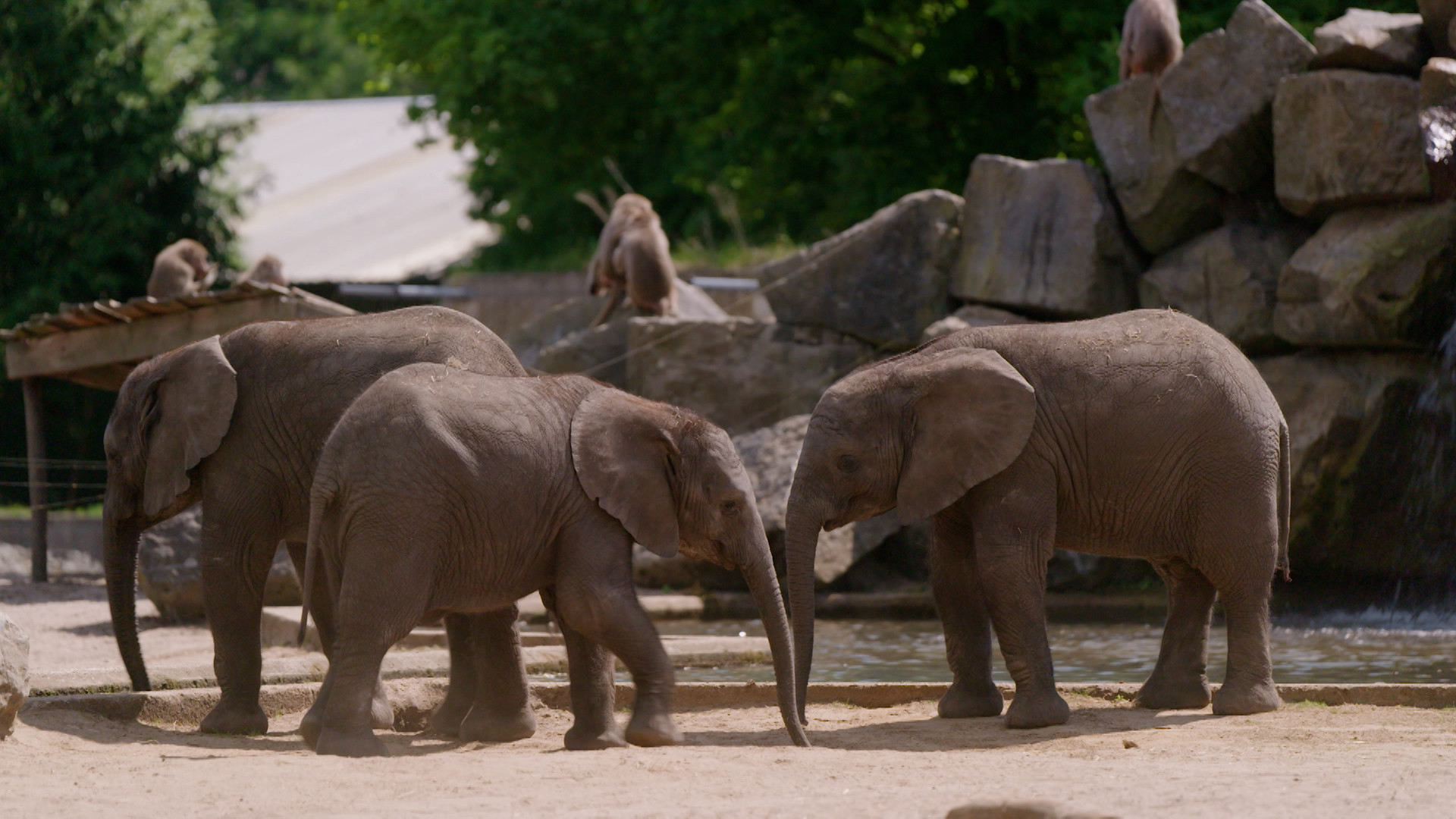 Op Safari - Aflevering 8