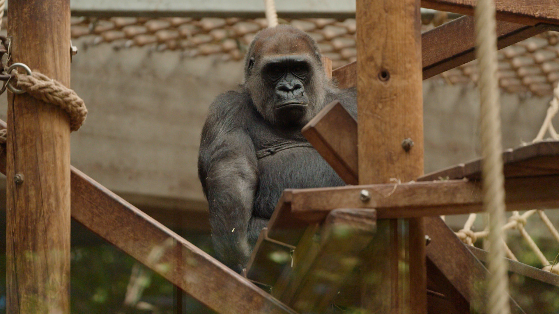 Op Safari - Aflevering 3
