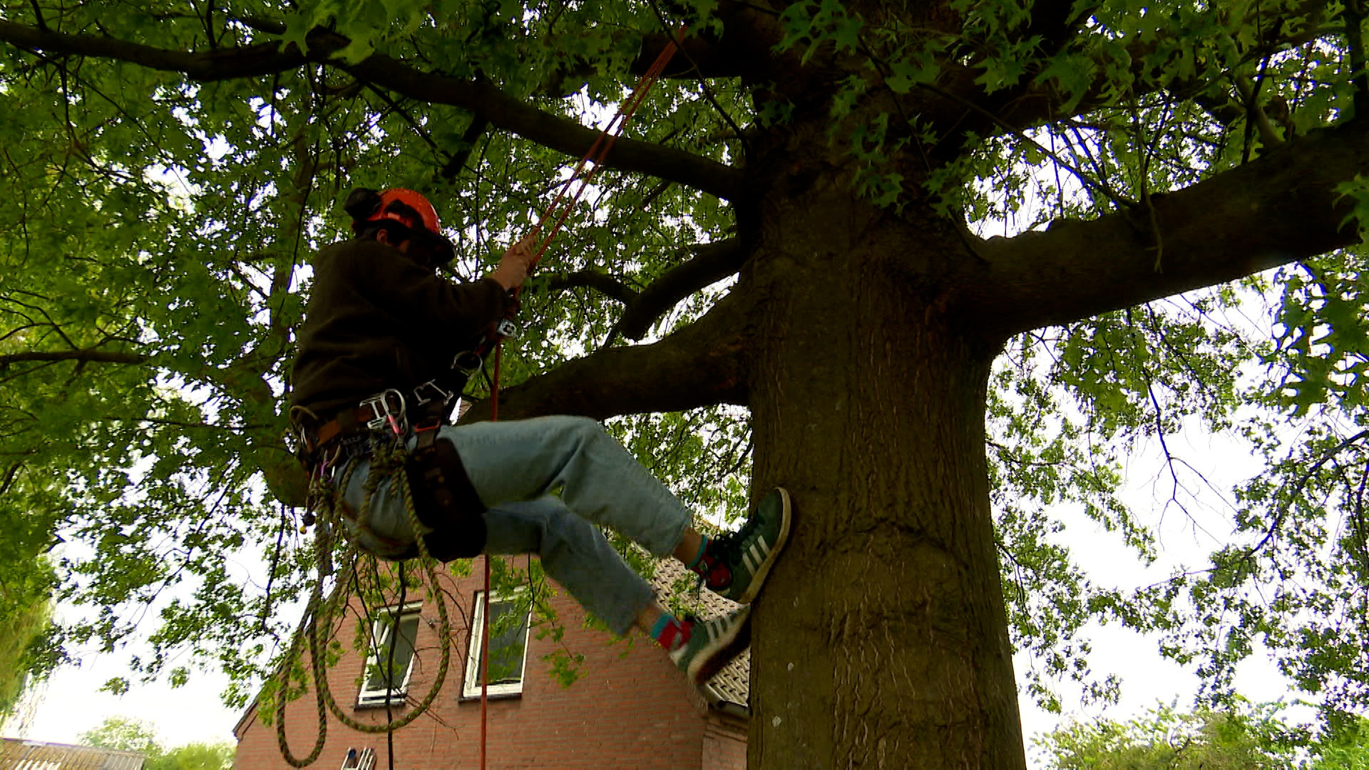 Thijs Draait Mee - Dit doet een boomverzorger