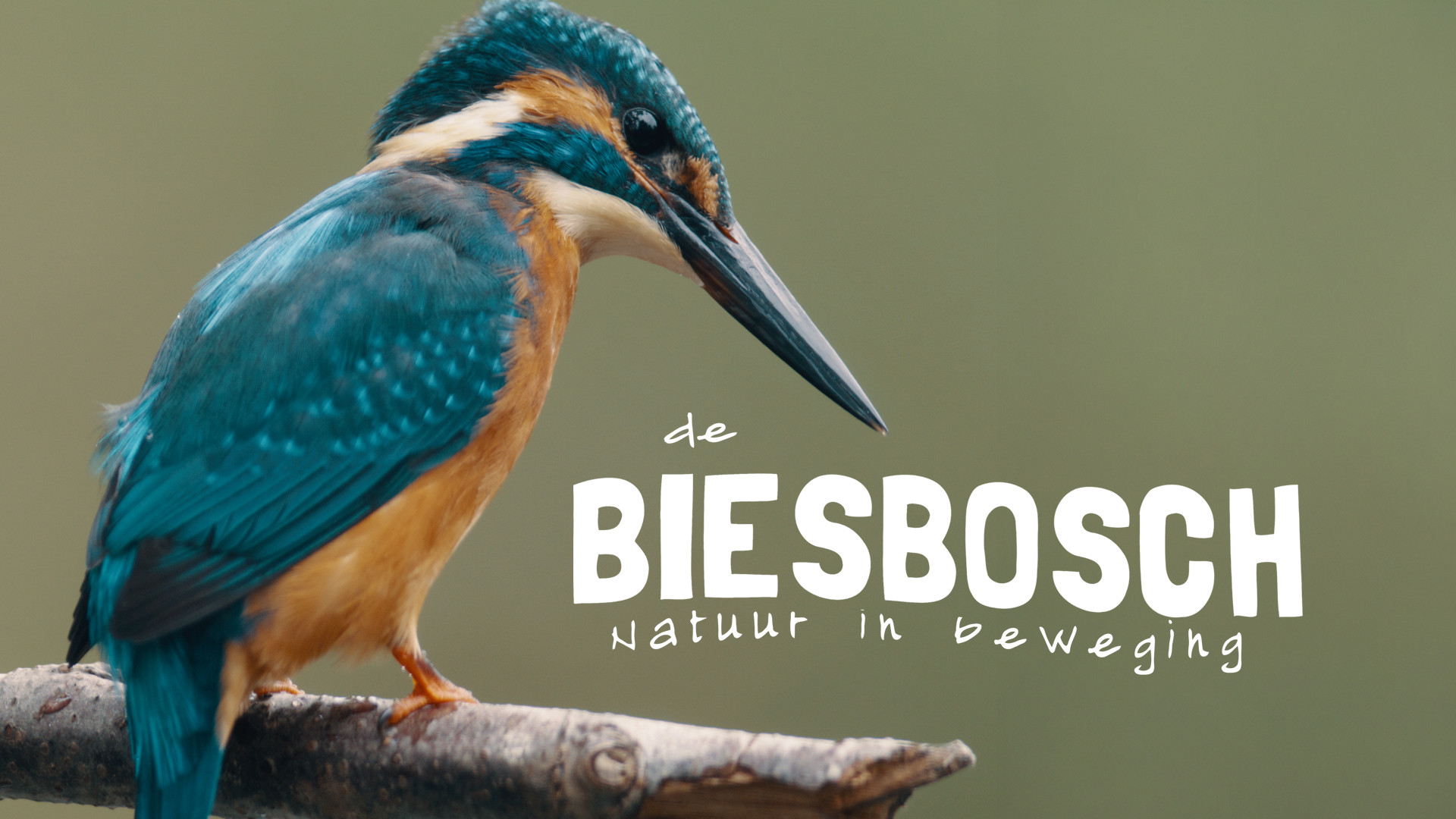 De Biesbosch