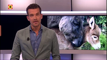 Superlief! Mini-ezel Clinton opent ogen bij stal Oud Gastel: 'Het ...